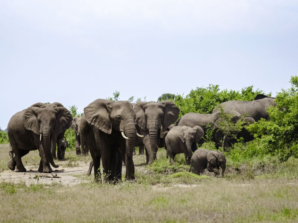 uganda-safari-to-queen-elizabeth-national-park