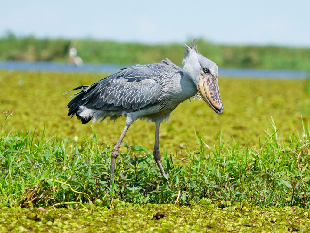 1-day-birding-in-uganda