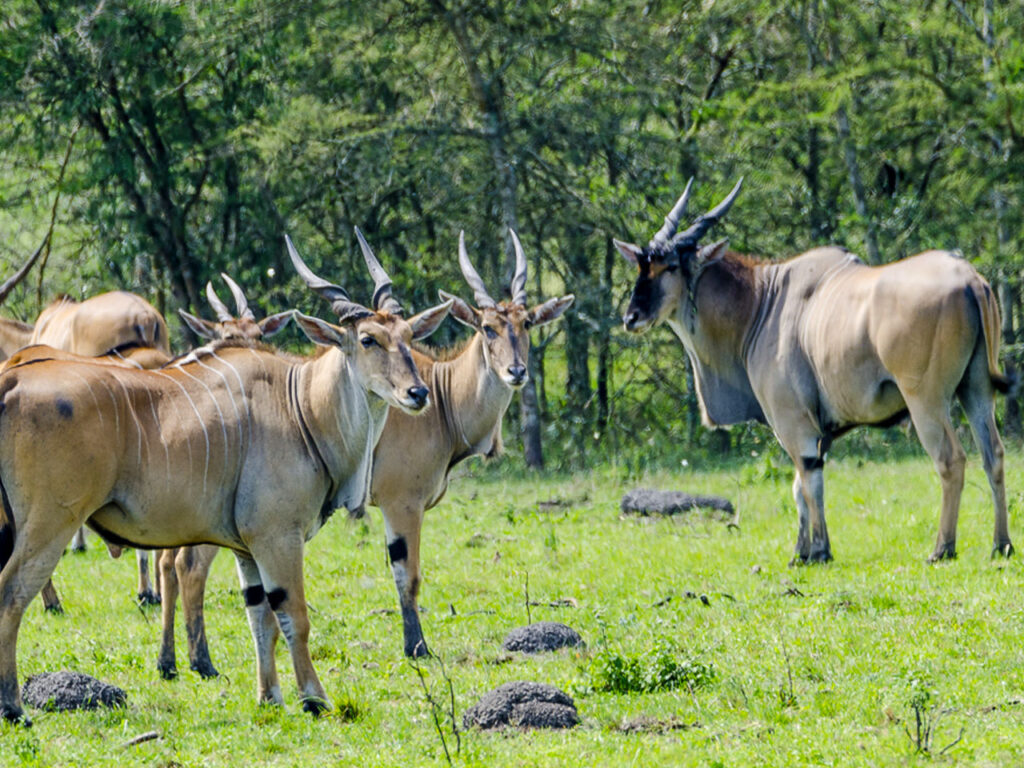 1-day-lake-mburo-safari