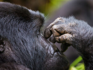 Budget Gorilla Trekking Tours in Uganda, Rwanda and Congo