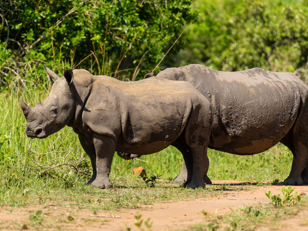 1-day-ziwa-rhino-tracking-trip