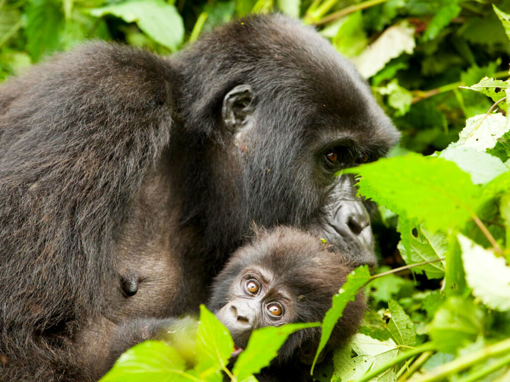 3 Days Uganda Gorilla Trekking Safari - Uganda Gorilla Tracking Tour