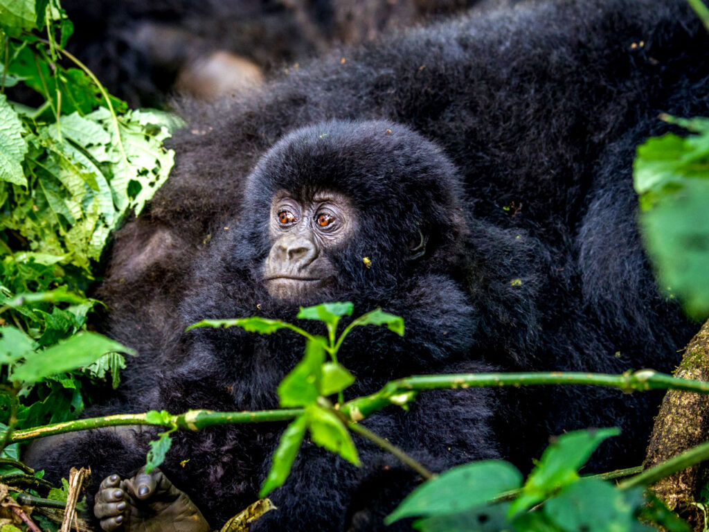 3-days-gorilla-trekking-uganda-bwindi-from-kigali-rwanda