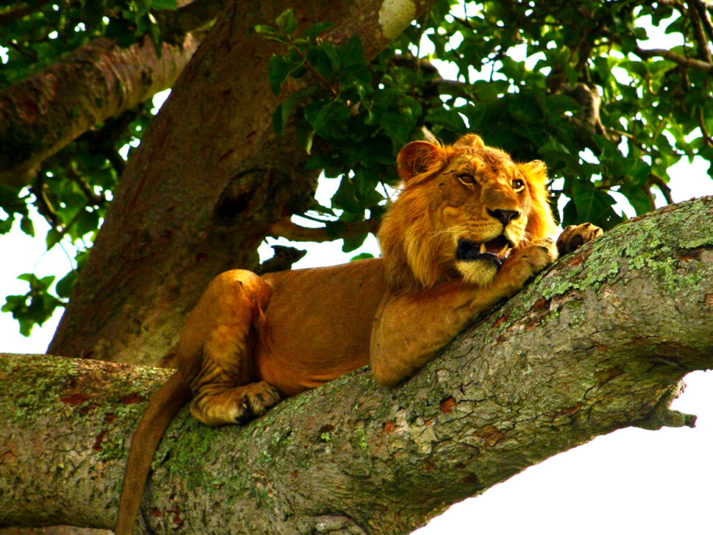 3-days-queen-elizabeth-safari-uganda-lion-tracking-tour