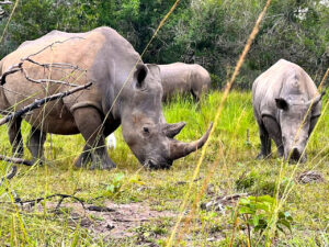 3-days-uganda-big-five-safari - Best Places to Visit in Uganda - Top 10 tourist attractions in Uganda