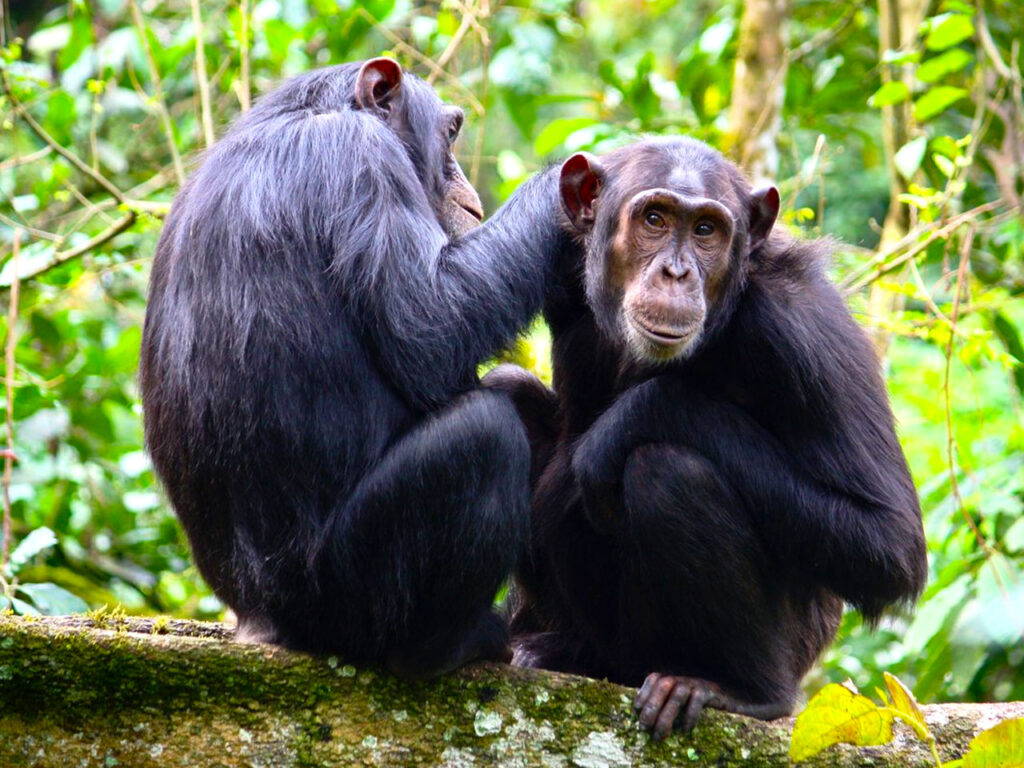 5-days-uganda-primate-safari-with-chimpanzee-tracking-tour