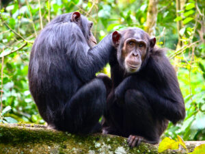 5-days-uganda-primate-safari-with-chimpanzee-tracking-tour - Best Places to Visit in Uganda - Top 10 tourist attractions in Uganda