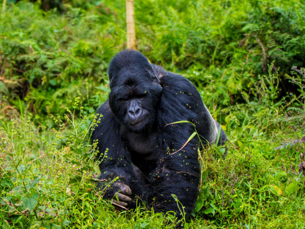 bwindi-impenetrable-national-park