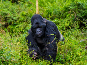 bwindi-impenetrable-national-park