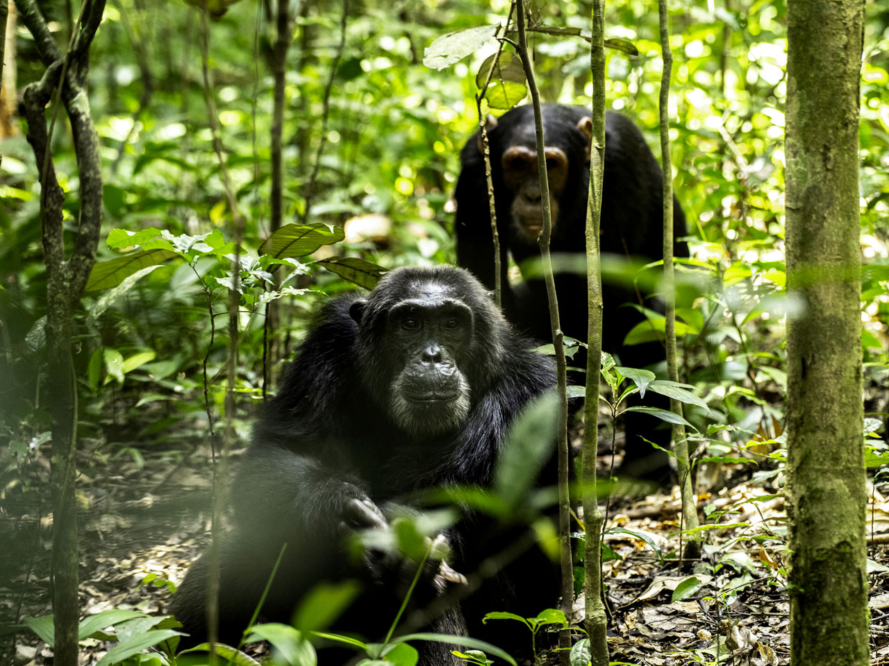 kibale-forest-national-park