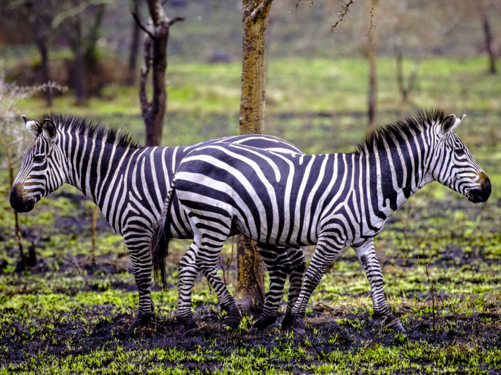 lake-mburo-national-park