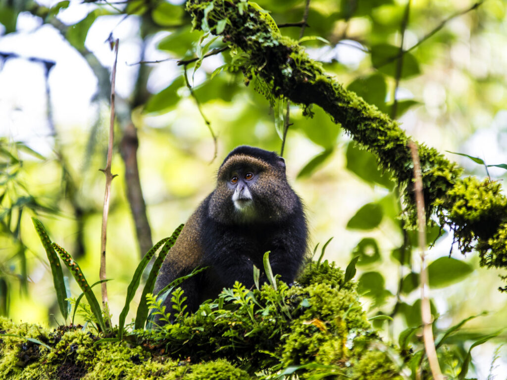 mgahinga-gorilla-national-park