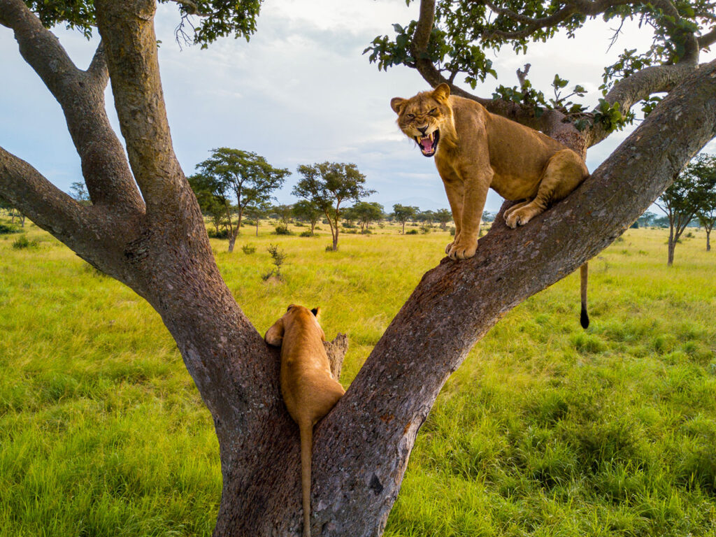 queen-elizabeth-national-park